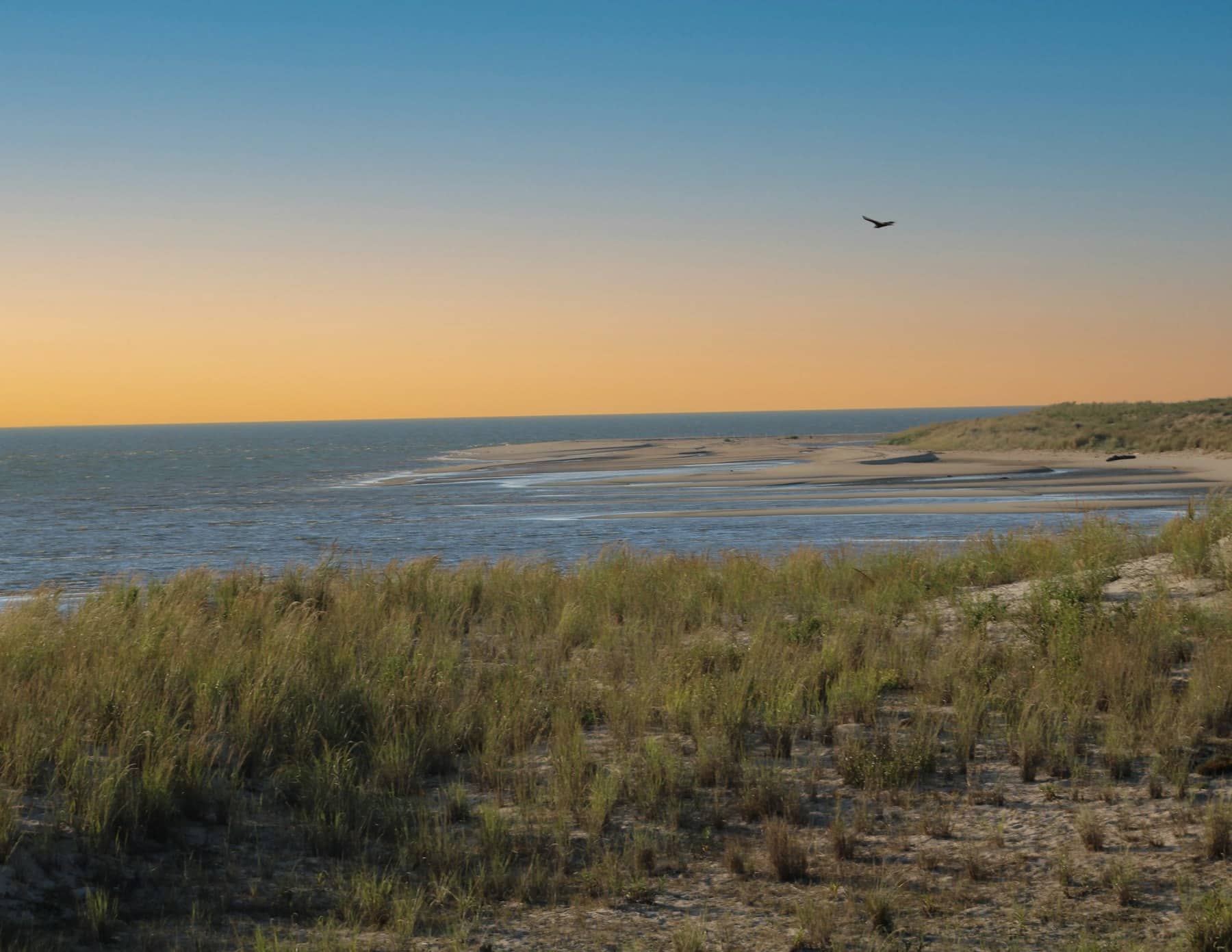 Dune di sabbia con erba spontanea e il mare sullo sfondo nella luce del tramonto