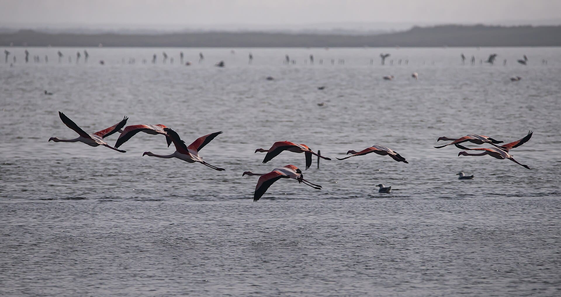 Fenicotteri nel Delta del Po: dove e quando vederli da Porto Levante